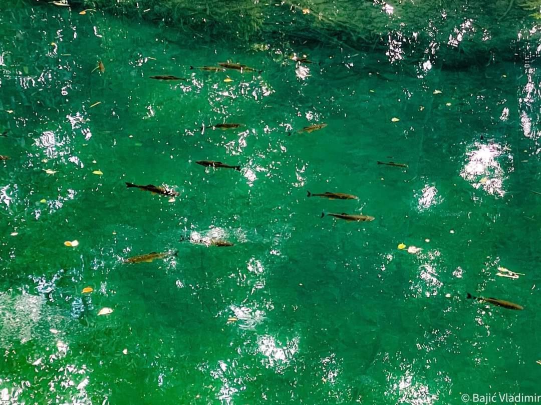 Апартаменты Poljoprivredno Turisticko Domacinstvo Deguric Валево Экстерьер фото