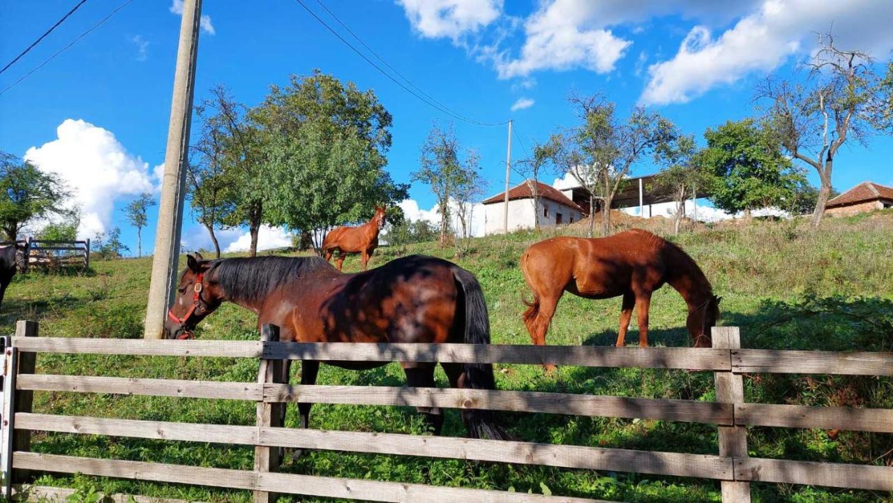 Апартаменты Poljoprivredno Turisticko Domacinstvo Deguric Валево Экстерьер фото